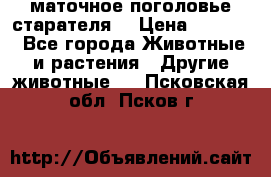 маточное поголовье старателя  › Цена ­ 2 300 - Все города Животные и растения » Другие животные   . Псковская обл.,Псков г.